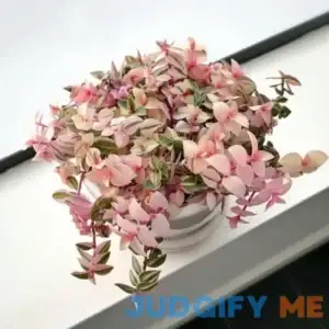 Pink Callisia Repens Plant Live