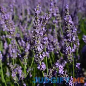 Phenomenal Lavender - 1 Gallon Pot