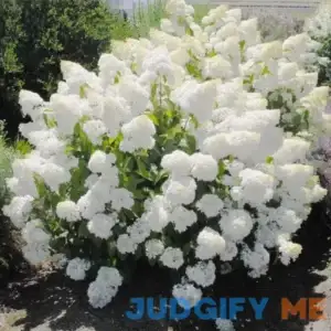 QAUZUY GARDEN 50 Pee Gee Hydrangea Paniculata Peegee Panicle Seeds - Perennial Beautiful Hydrangea Shrub Bush Seeds - Showy Bonsai Hedge Garden