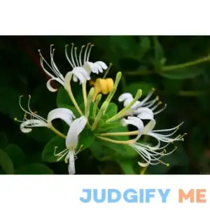 Japanese Honeysuckle Lonicera Japonica Live Plant in 4" Pot with Soil