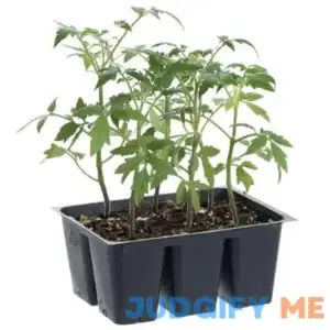 Bonnie Plants Original Tomato 6-pack