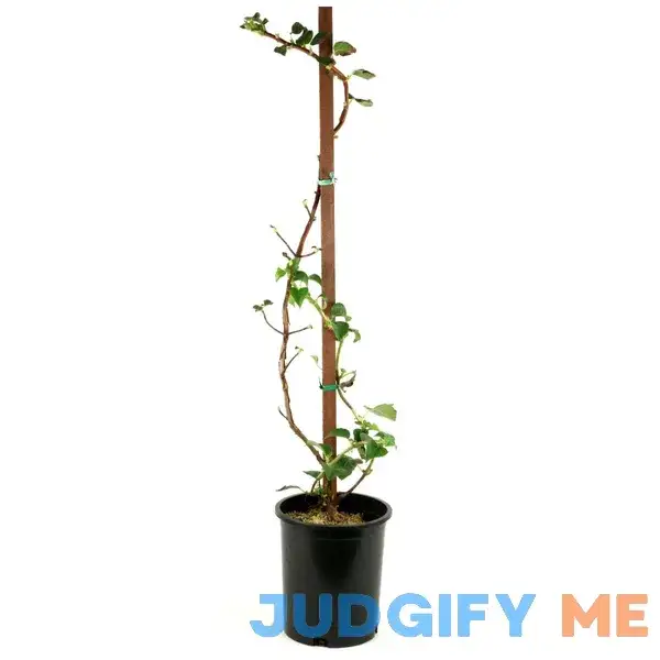 National Plant Network 2 gal. Climbing Hydrangea Petiolaris Vine with White Flowers LW1689 National Plant Network 2 gal. Climbing Hydrangea Petiolaris Vine with White Flowers LW1689