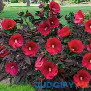 Midnight Marvel Hibiscus Red Hibiscus 'Midnight Marvel' PP24079