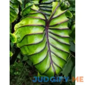 Pharaoh's Mask Pre-Potted Elephant Ear | Holland Bulb Farms
