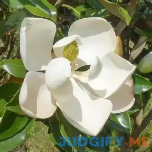 Southern Magnolia Tree Live Plant for Planting 20 to 28 Inches Tall