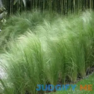 Mexican Feather Grass - 1 Gallon Pot