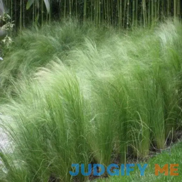 Mexican Feather Grass - 1 Gallon Pot Mexican Feather Grass - 1 Gallon Pot