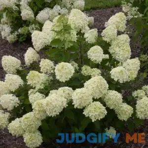 Proven Winners 1 Gal. Little Lime Hardy Hydrangea Live Shrub HYDPRC1076101