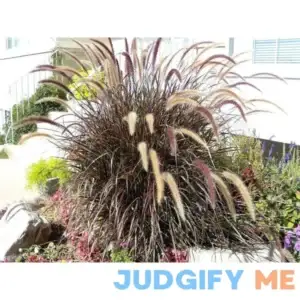 Purple Fountain Grass Ornamental Pennisetum Dark Burgundy Flower jocad