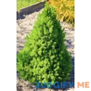 Lowe's Dwarf Alberta Spruce Feature Shrub in 1-Gallon Pot CFSP001