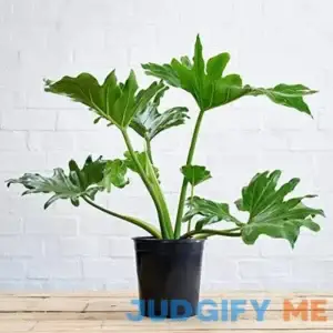 Split-leaf Philodendron Live Plant in a 3 Gallon Growers Pot