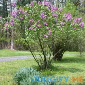 President Grevy Lilac Shrub