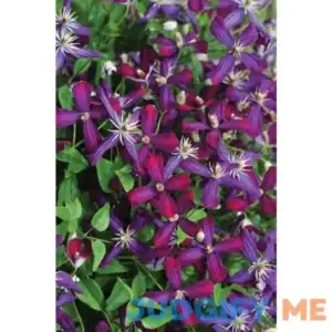 4.5 in. Qt. Sweet Summer Love Live Shrub