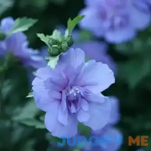 Blue Chiffon Rose of Sharon | One Quart