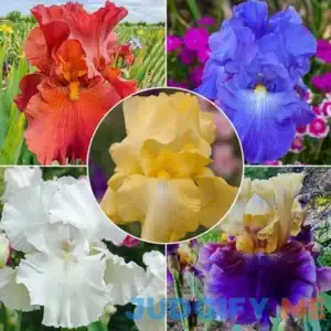 Reblooming Bearded Iris Collection 5 Per Package Mixed Collection of various Reblooming Bearded Iris varieties