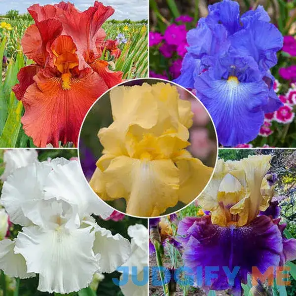 Reblooming Bearded Iris Collection 5 Per Package Mixed Collection of various Reblooming Bearded Iris varieties Reblooming Bearded Iris Collection 5 Per Package Mixed Collection of various Reblooming Bearded Iris varieties