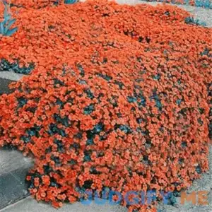 QAUZUY Garden 100 Orange Rock Cress Seeds Garden Creeping Thyme Perennial Flower Plant Seeds Showy Groundcover/Lawn Cover for Home Garden Easy to