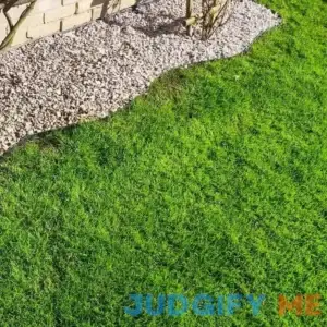 Low Work and Water Dwarf Fescue Grass Seed