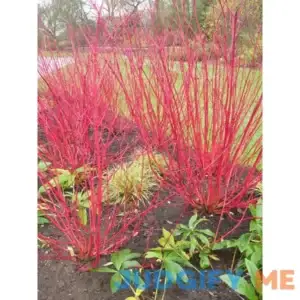 Lowe's White Red Twig Dogwood Accent Shrub in 1-Gallon Pot SBDW001
