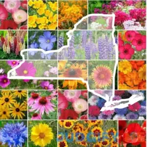 Eden Brothers New York Wildflower Seed Mix