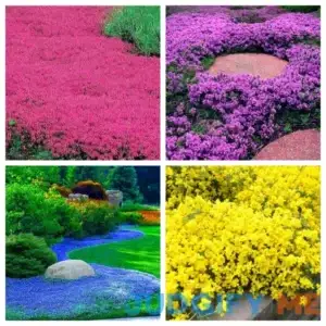 Mix Creeping Thyme Seeds Ground Cover Plant Seeds for Planting Heirloom Flower High Germination Rate - 5000+ Seeds