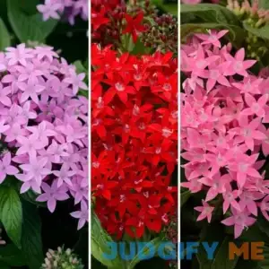 4 in. Star Bright Mix Pink-Red-Lavender Pentas Plant