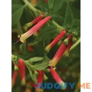 Burpee Cuphea Honeybells 4 Plants