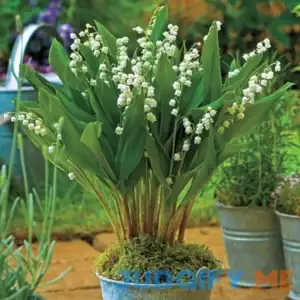 Giant Lily Of The Valley 5 Per Package White