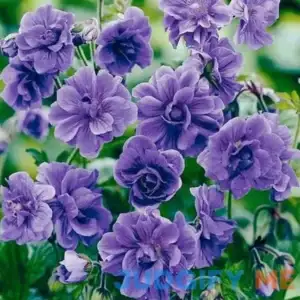 QAUZUY GARDEN 10 Rare Double Purple Geraniums Pelargoniums Storksbills Seeds Heirloom Fragrant Perennial Striking Flower for Garden Home Outdoor