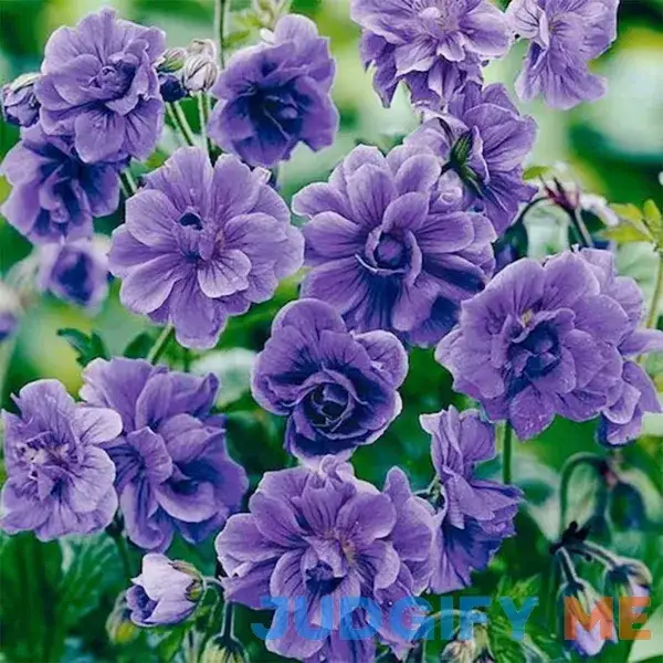 QAUZUY GARDEN 10 Rare Double Purple Geraniums Pelargoniums Storksbills Seeds Heirloom Fragrant Perennial Striking Flower for Garden Home Outdoor QAUZUY GARDEN 10 Rare Double Purple Geraniums Pelargoniums Storksbills Seeds Heirloom Fragrant Perennial Striking Flower for Garden Home Outdoor