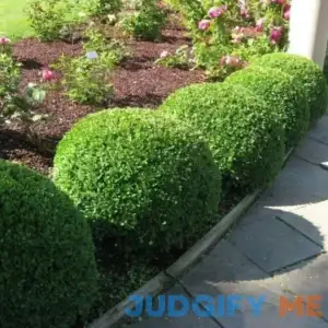 Green Velvet Boxwood - 1 Gallon Pot - Deer-Resistant