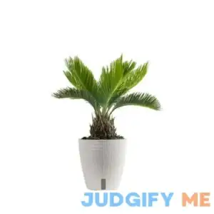 Costa Farms Plants with Benefits Live Indoor Plant 6in Sago Palm in Self-Watering 6in Pot