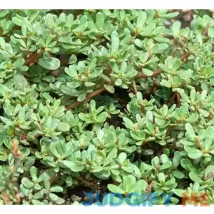Heirloom Green Purslane Seeds - Portulaca oleracea - 550 Seeds