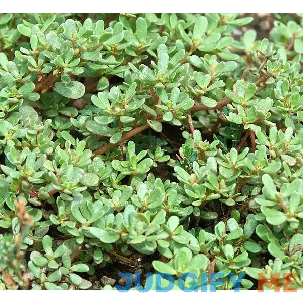 Heirloom Green Purslane Seeds - Portulaca oleracea - 550 Seeds Heirloom Green Purslane Seeds - Portulaca oleracea - 550 Seeds