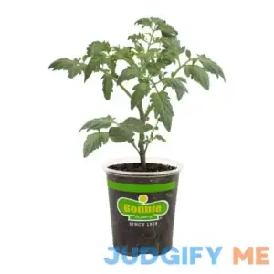 Bonnie Plants Patio Tomato
