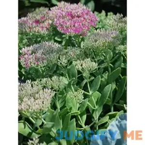 Perennial Farm Marketplace Sedum spec. 'Neon' Groundcover