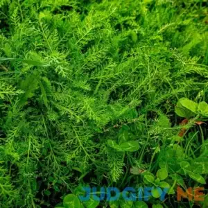 Xeriscape Clover Lawn Seed Mix - 1 LB