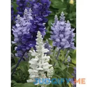 Burpee Salvia Cathedral Series 3 Plants