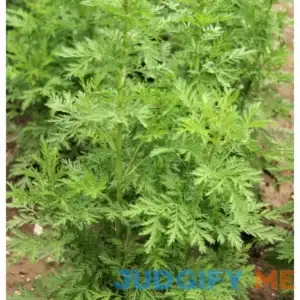 1000 Sweet Wormwood Artemisia Annua Sweet Annie Mugwort Sagewort Fragrant Herb Seeds