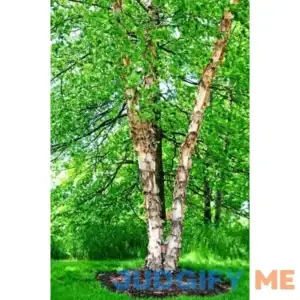 River Birch Trees for Planting | Live Tree Seedlings (3 Trees) - No Ship to California