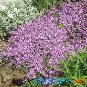 4000 Creeping Thyme Seeds - Thymus Serpyllum