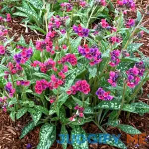 Raspberry Splash Lungwort 1 Per Package Pink Pulmonaria 'Raspberry Splash' PP12138