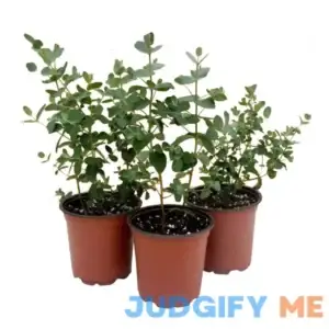 Live Aromatic and Healthy Herb Eucalyptus