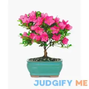 BloomsyBox Satsuki Azalea Bonsai