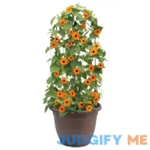 Orange A-Peel Black-Eyed Susan Vine - 4.5" Pot - Proven Winners