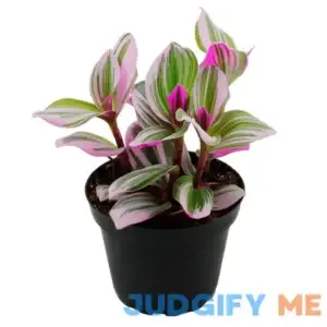 Rare Nanouk Pink Tradescantia