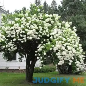 Japanese Snowball Bushes 6-12" Tall Live Bareroot Plants