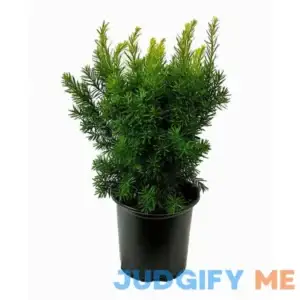 1.5 Gal. Dense Spreading Yew Live Shrub