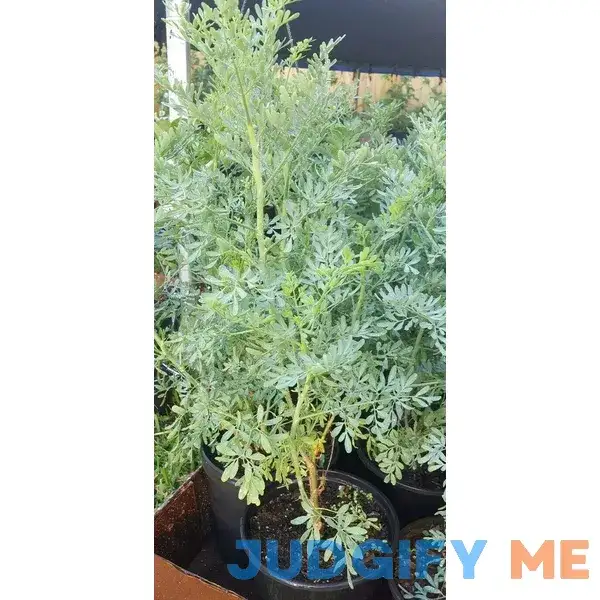 Plant Ruda Plant Common Rue Ruta graveolens Herb of Grace 5 to 7 inches Tall Plant Ruda Plant Common Rue Ruta graveolens Herb of Grace 5 to 7 inches Tall