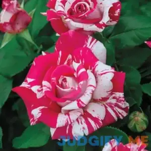 Spring Hill Nurseries Neil Diamond Hybrid Tea Rose Dormant Bare Root Plant